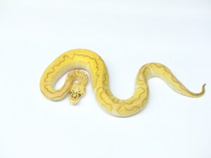 パステルエンチレッサークラウン