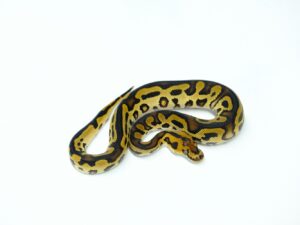 レオパードクラウンダブルヘテロウルトラメル&パイド