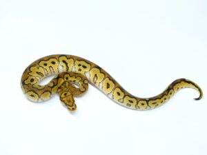 レッドストライプクラウン