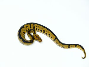 レオパードクラウン