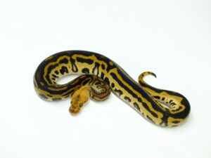 エンチレオパードクラウンダブルヘテロウルトラメル&パイド