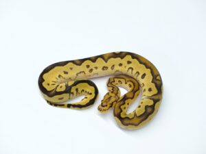 ディスコクラウンヘテロパイド