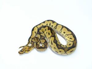 クラウンヘテロパイド