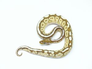 レッサーボンゴ