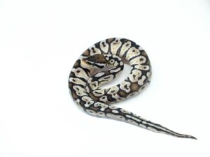 パステルVPIアザン