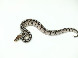 パステルVPIアザン