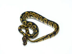 レオパードダブルヘテロVPIアザン＆クラウン