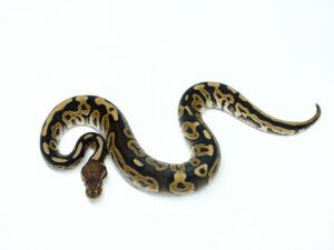 シナモンダブルヘテロVPIアザン＆クラウン“No,2”