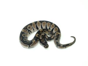 TSKアザン“No,2”