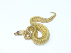 スーパーブラストYB