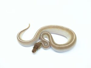 シナモンサッカー（シナモンレッサーHGW）