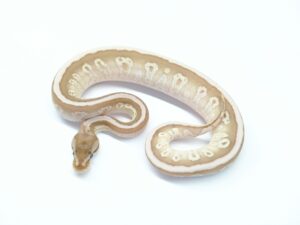 ソウルサッカースペクター