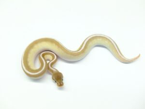 シナモンレッサーHGWスーパーストライプ