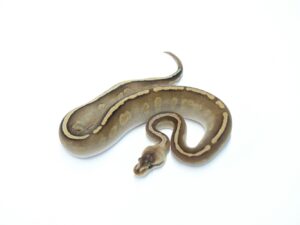 GHIモハべブラックパステルヘテロクラウン