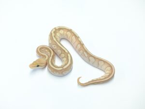 バナナレッサーヘテロサンセット&クラウン