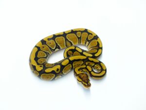 レッドストライプ“No,1”