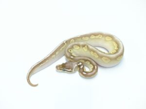 ピューターバター