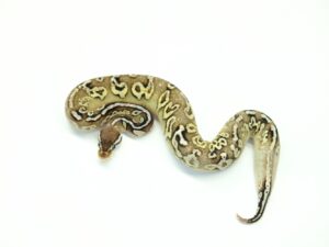 ピューターモハべYB