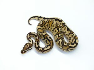 ファイアーヘテロレッドアザンYB