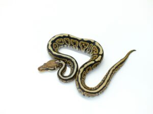 スポットノーズブラックパステルサイプレス66％ヘテロクラウン