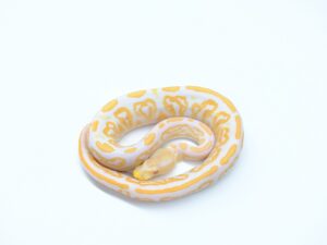 アルビノブラックパステル“No,1”