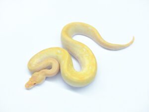 アルビノシャンパンキャリコポッシブルエンチ