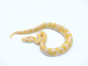 アルビノ“No,2”