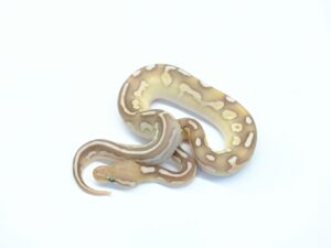 バターグリーンパステル