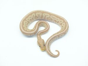 バナナスーパーグリーンパステル