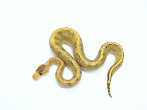 シナモンエンチシャンパンポッシブルYB