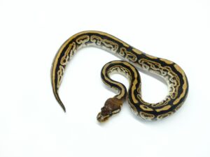 サイプレスブラックパステル