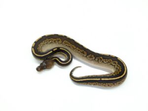 シナモンマホガニー