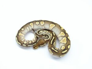 レイブンレッサー