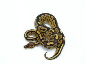 YBヘテロペイント