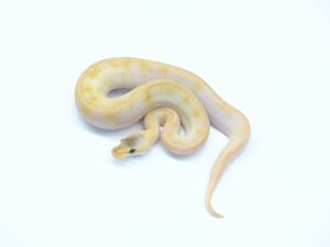 エンチボンゴシャンパン