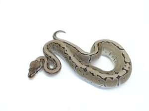 VPIアザンピンヘテロゴースト