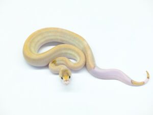 ブラックパステルモハべシャンパン66％ヘテロゴースト