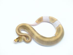 シナモンシャンパンYB