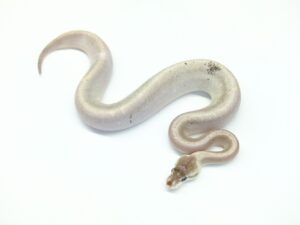 シルバーバレットトルネードブラスト