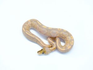 バナナシナモン　キメラ