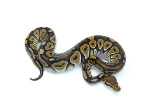 ヘテロレッドアザンNyalaヘテロクラウン