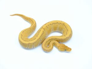 ウルトラメルピンヘテロクラウン