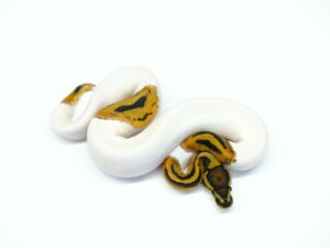 パイドヘテロラベンダー