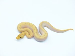 バナナスーパーエンチピンキャリコ