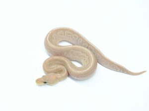 スーパーバナナガーゴイル