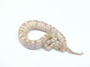 パステルバナナVPIアザン