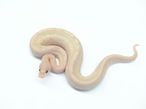 スーパーバナナシナモンマホガニー