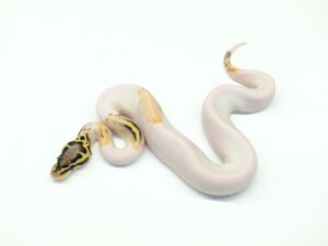 パステルシュガーパイド