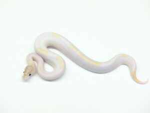 アイボリーパイド