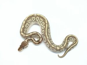 スーパーミスティック